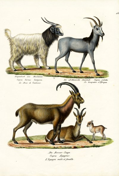 Cashmere Goat by Karl Joseph Brodtmann